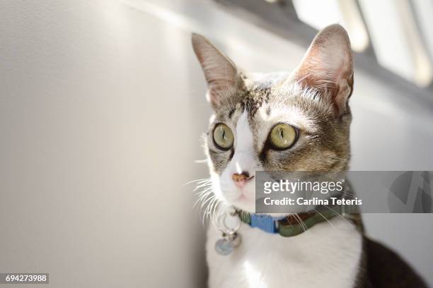 great and white cat in deep concentration under sunlight - cat with collar stock pictures, royalty-free photos & images