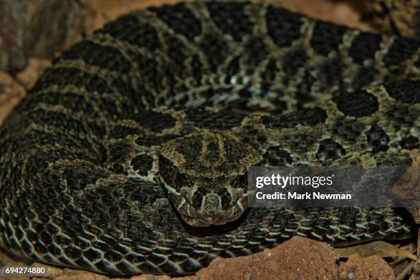 massasauga rattlesnake - massasauga rattlesnake stock pictures, royalty-free photos & images