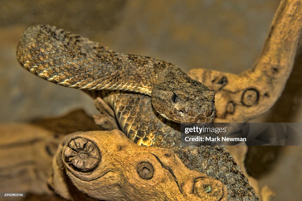 Tiger Rattlesnake