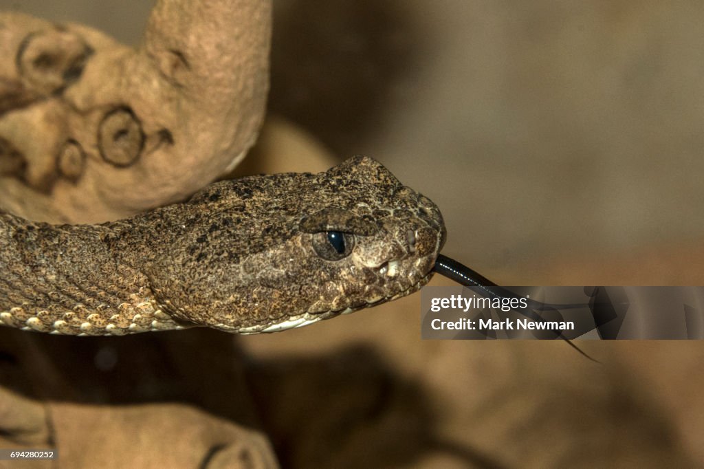 Tiger Rattlesnake