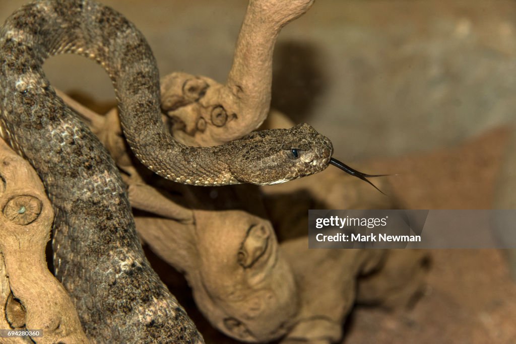 Tiger Rattlesnake