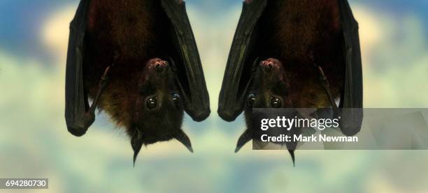 indian fruit bat, mirror image - pteropus giganteus stock pictures, royalty-free photos & images