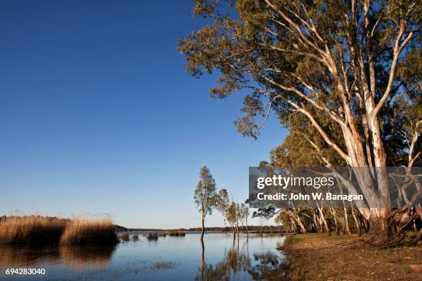 barmah forest national park,victoria,australia - murray river foto e immagini stock