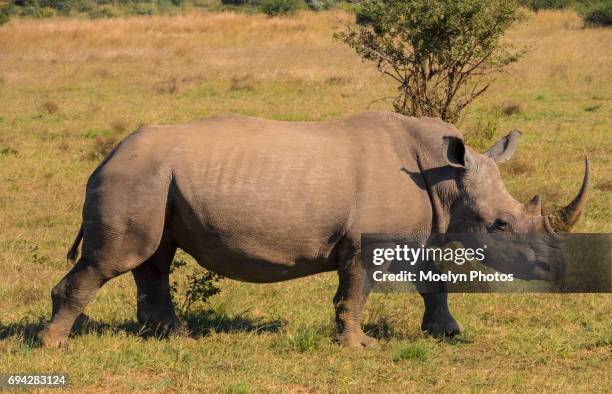 rhinoceros walking-pilanesberg np - pilanesberg national park stock pictures, royalty-free photos & images