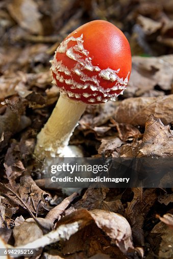 Fresh Fly Agaric toadstool emerging from forest floor Fresh Fly Agaric toadstool emerging from forest floor