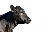 Isolated Angus heifer head profile