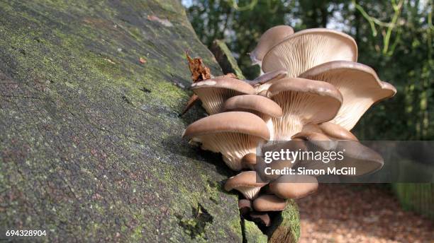 quirky moments - fungus stock pictures, royalty-free photos & images