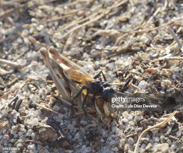 the sand wasp moves the grasshopper into the nest - killing ants stock pictures, royalty-free photos & images