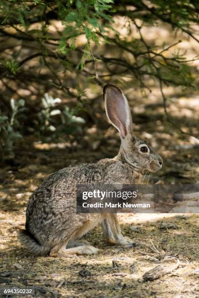Desert Rabbit Large Ears Desert Rabbit Photos and Premium High Res Pictures - Getty Images