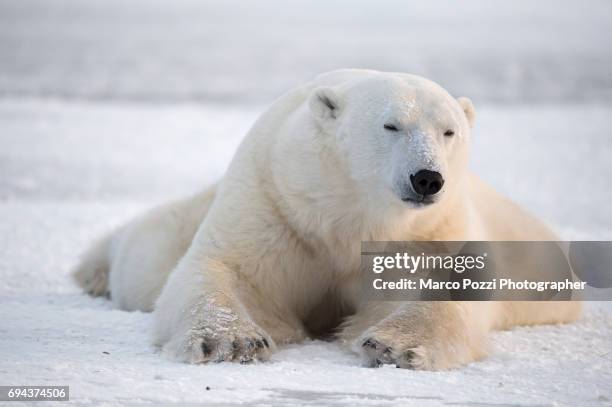 close-up of a bear - soltanto un animale 個照片及圖片檔