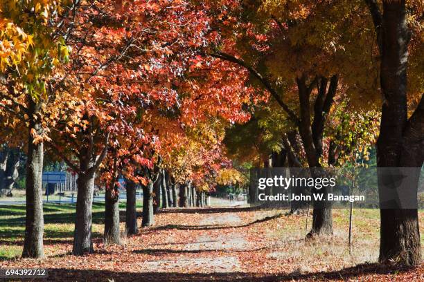 228 W Tree Victoria Stock Photos, High-Res Pictures, and Images - Getty ...