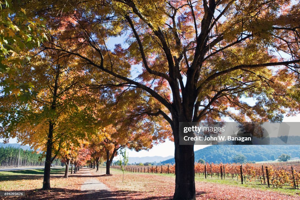 Vineyard, Porepunkah, Alpineway,Victoria