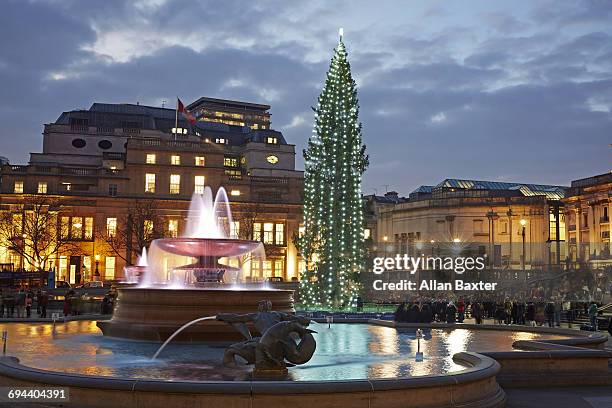christmas tree in trafalger square at dusk - trafalgar square stock pictures, royalty-free photos & images