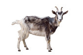 Motley goat isolated