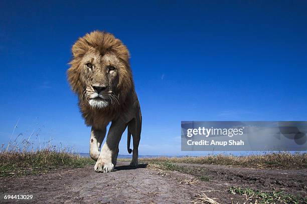 lion male walking along a track - masai mara national reserve stock-fotos und bilder