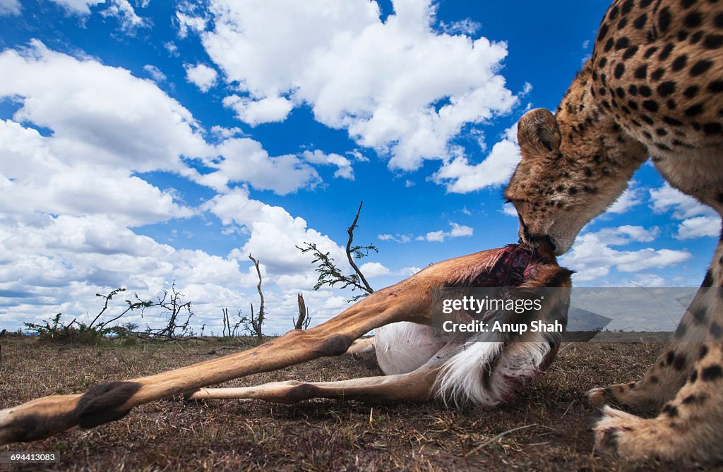 Cheetah female dragging an Impala kill