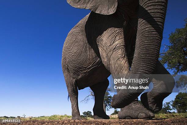 african elephant approaching with curiosity - african elephant stock pictures, royalty-free photos & images