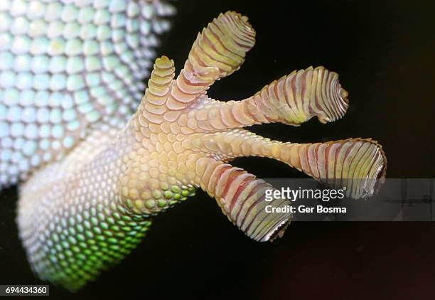 gecko adhesive toe pads - lizard stock-fotos und bilder