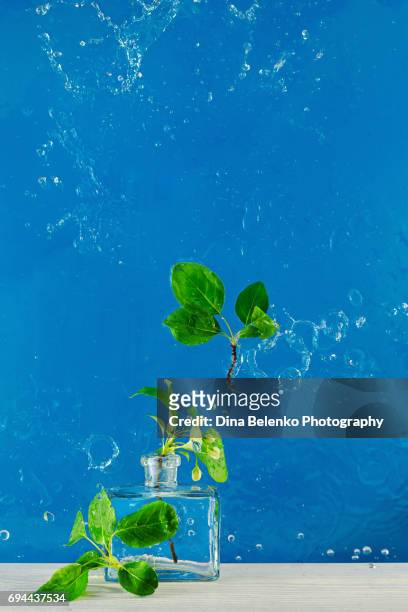 glass vase with spring flowers in water splash - perfume sprayer stock-fotos und bilder