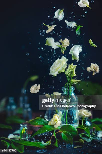 white flowers in a glass vase with water drops and flying petals - lisianthus flowers in glass vases stock-fotos und bilder