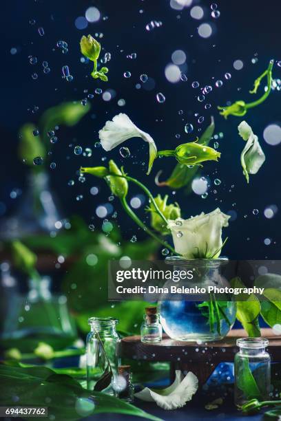 action still life with white flowers in a glass vase and water drops - lisianthus flowers in glass vases stock-fotos und bilder