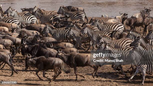 wildebeest and zebra herds running - zebra herd running stock pictures, royalty-free photos & images