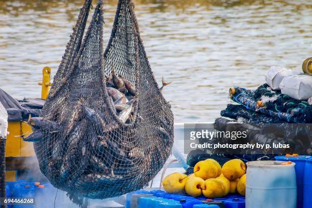 the morning catch of tuna - manta, ecuador - fischereinetz stock-fotos und bilder