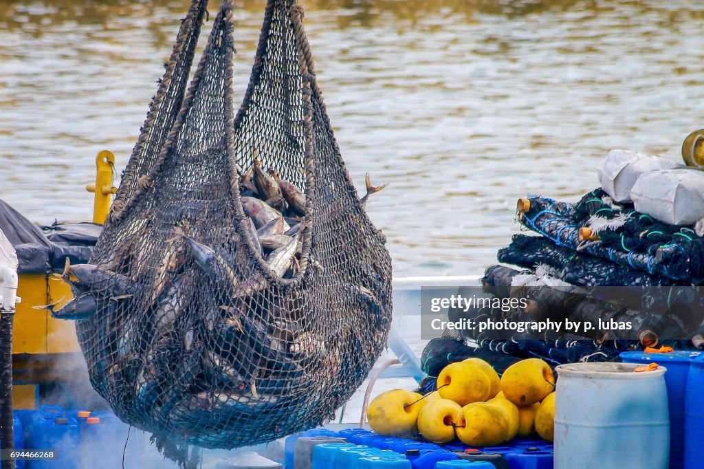 The morning catch of tuna - Manta, Ecuador