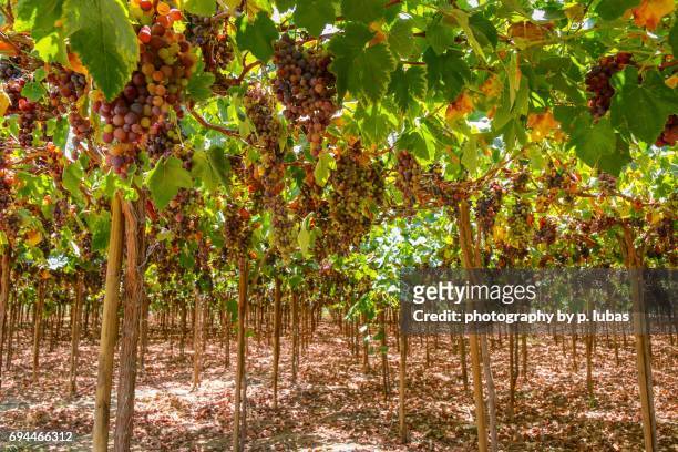 under the vineyard - peru - pisco sour stockfoto's en -beelden
