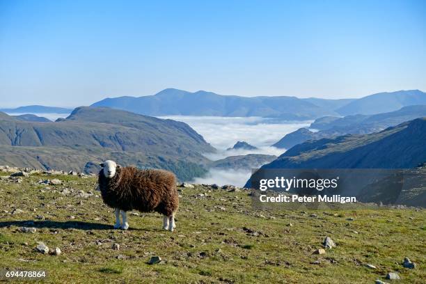 sheep and dramatic clouds in the valley - herdwick sheep stockfoto's en -beelden