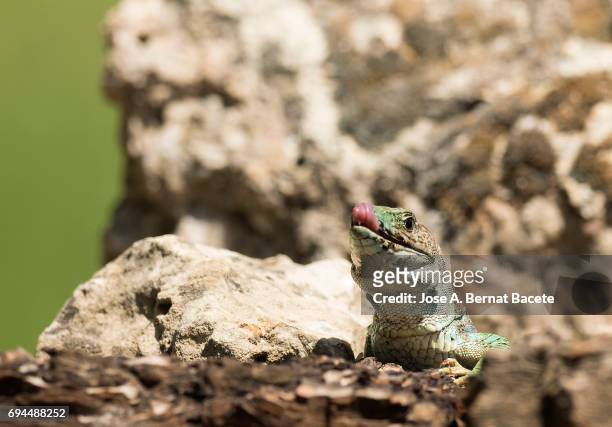 oscellated lizard (timon lepidus) in rocky habitat, with the mouth open and the tongue out. spain - blue tongue lizard stock pictures, royalty-free photos & images