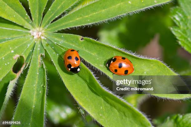 Multiple Ladybug Two Ladybugs Photos and Premium High Res Pictures - Getty Images