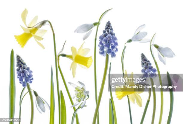 narcissus,snowdrops and muscari flowers - グレープヒヤシンス ストックフォトと画像