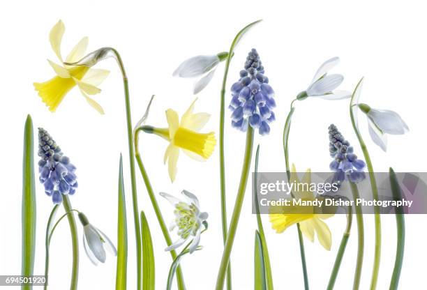 narcissus,snowdrops and muscari flowers - muscari - fotografias e filmes do acervo