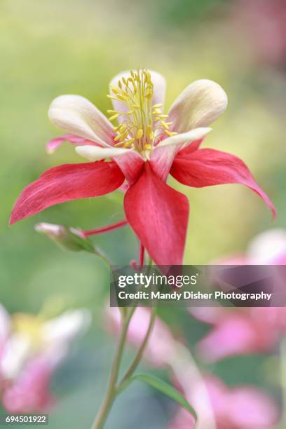 aquilega - columbine flower stock pictures, royalty-free photos & images