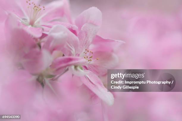 cherry blossom - cherry gillespie stockfoto's en -beelden