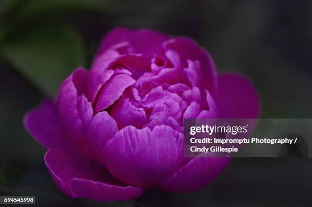 better times  magenta peony - eclosion stock pictures, royalty-free photos & images