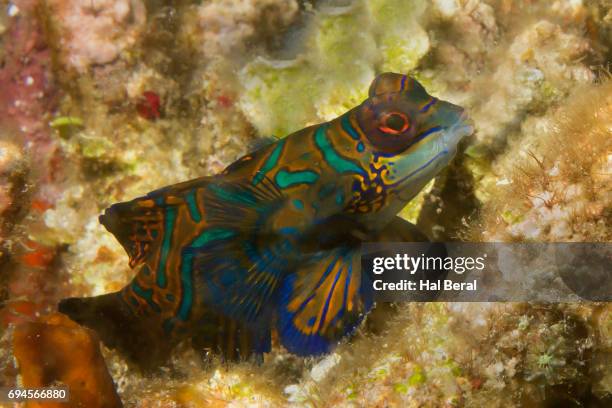 mandarinfish - poisson mandarin photos et images de collection