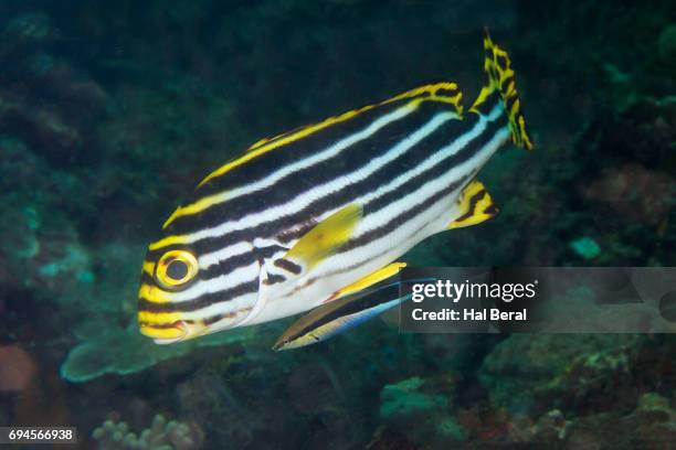 oriental sweetlips wilth false cleanerfish - false cleanerfish stock pictures, royalty-free photos & images