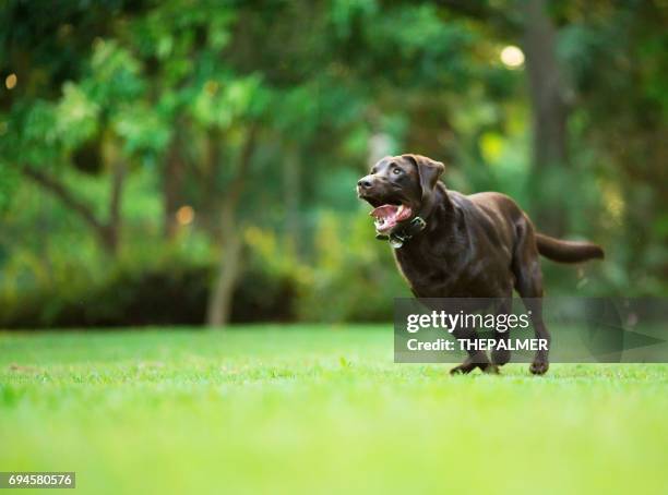 labrador retriever in esecuzione - labrador retriever foto e immagini stock