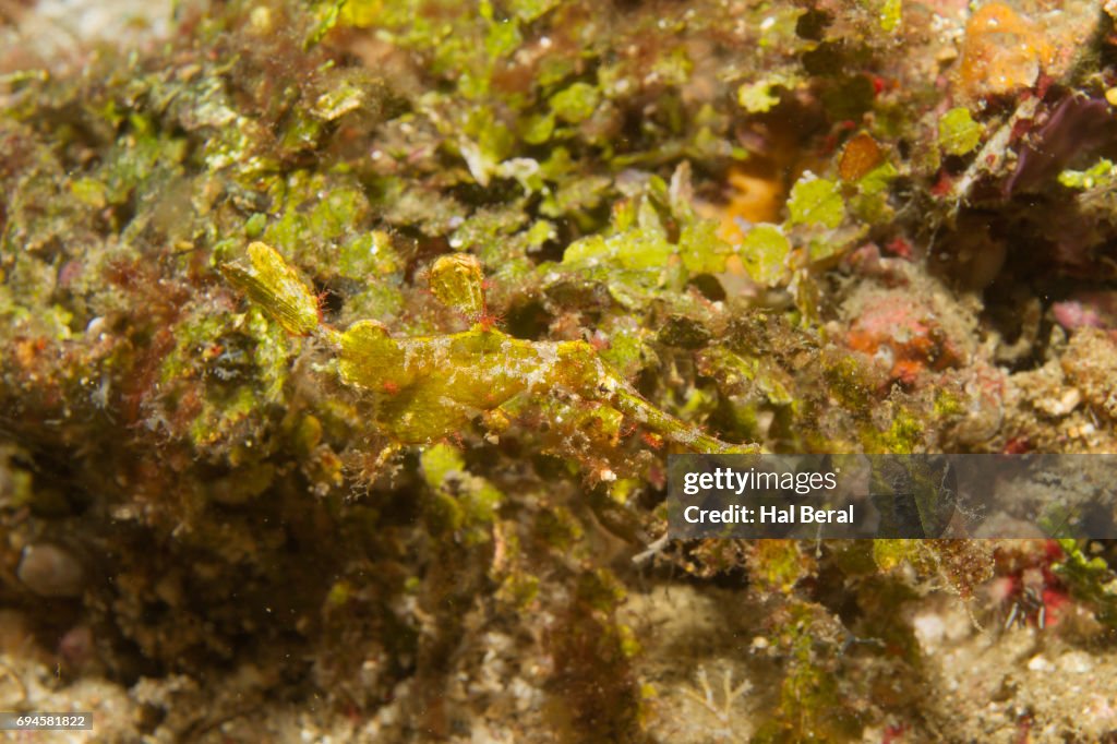 Halimeda Ghost Pipefish