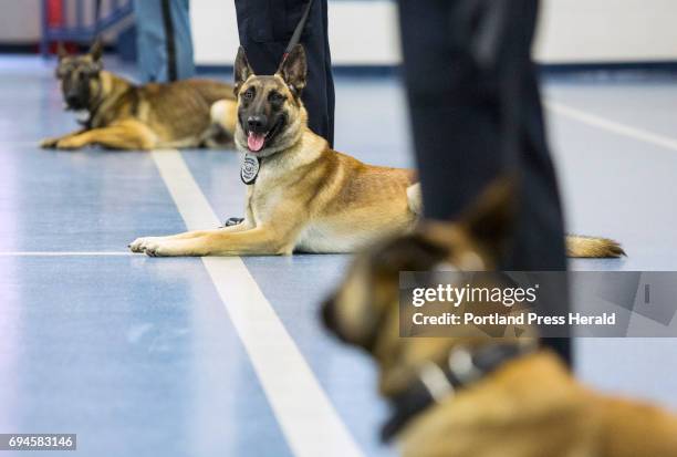 Belgian Malinois Randy Belgian Police Dog Photos and Premium High Res Pictures - Getty Images