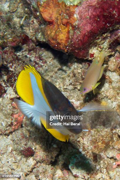 pyramid butterflyfish - pyramid butterflyfish or hemitaurichthys polylepis stockfoto's en -beelden