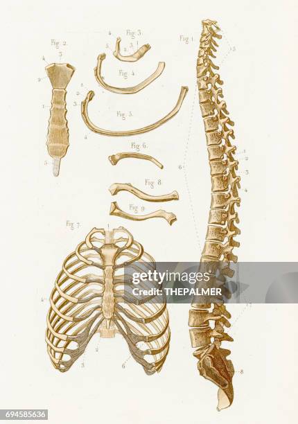 ilustrações, clipart, desenhos animados e ícones de anatomia da coluna vertebral, gravura de 1886 - vértebra