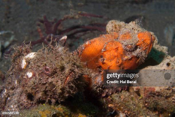 papuan scorpionfish and flasher scorpionfish - flasher photos et images de collection