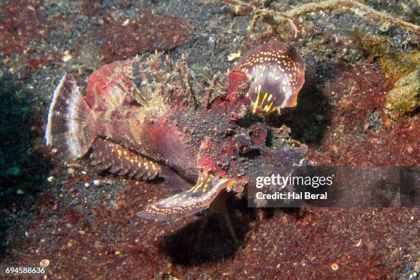 spiny devilfish - spiny devilfish stock pictures, royalty-free photos & images
