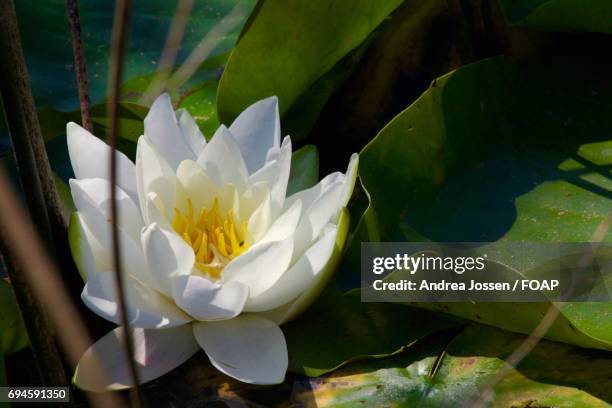 high angle view of a white lotus - white lotus floating stock pictures, royalty-free photos & images