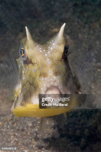 longhorn cowfish front viow - longhorn cowfish stock pictures, royalty-free photos & images