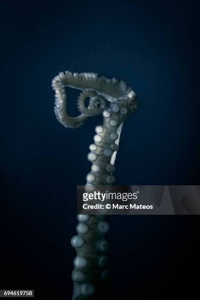 twisted octopus tentacle - marc mateos stock pictures, royalty-free photos & images