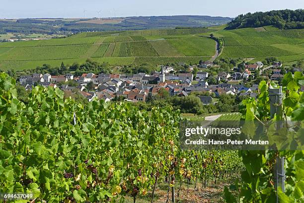 wellenstein and vineyards, moselle, luxembourg - remich stock pictures, royalty-free photos & images